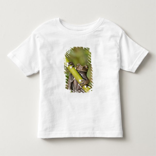 Camiseta De Bebé Hiloscirtus de la rana del árbol Tapichalaca cauti (Anverso)