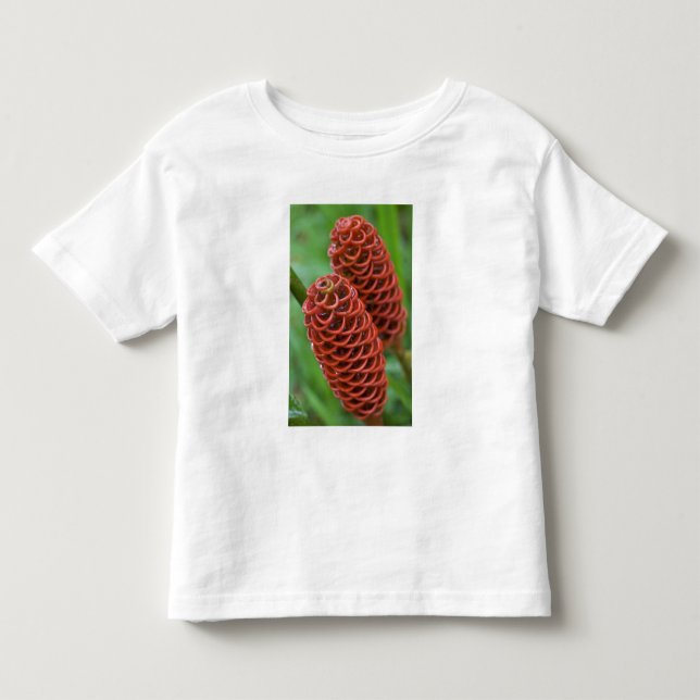 Camiseta De Bebé Jengibre Colmena, Zingiber spectabile), (Anverso)