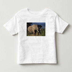 Camiseta De Bebé Kenia: Amboseli, elefante africano macho