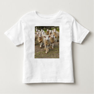 Camiseta De Bebé La Oveja Viene Marchando En Hurra,