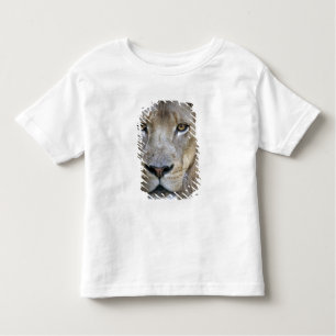 Camiseta De Bebé León macho adulto en el Zoológico de Sacramento, C