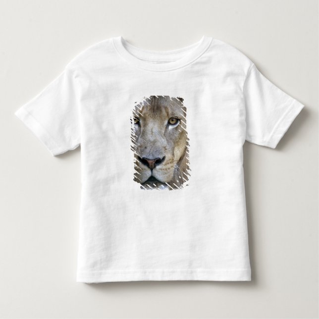 Camiseta De Bebé León macho adulto en el Zoológico de Sacramento, C (Anverso)