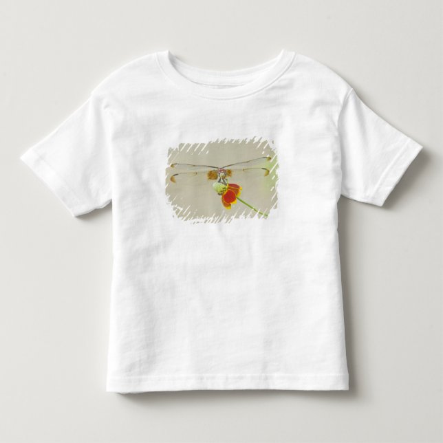 Camiseta De Bebé Libélula Checkered Setwing (Dythemis fugax) en Mex (Anverso)