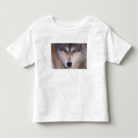 lobo gris, Canis lupus, primer plano de ojos
