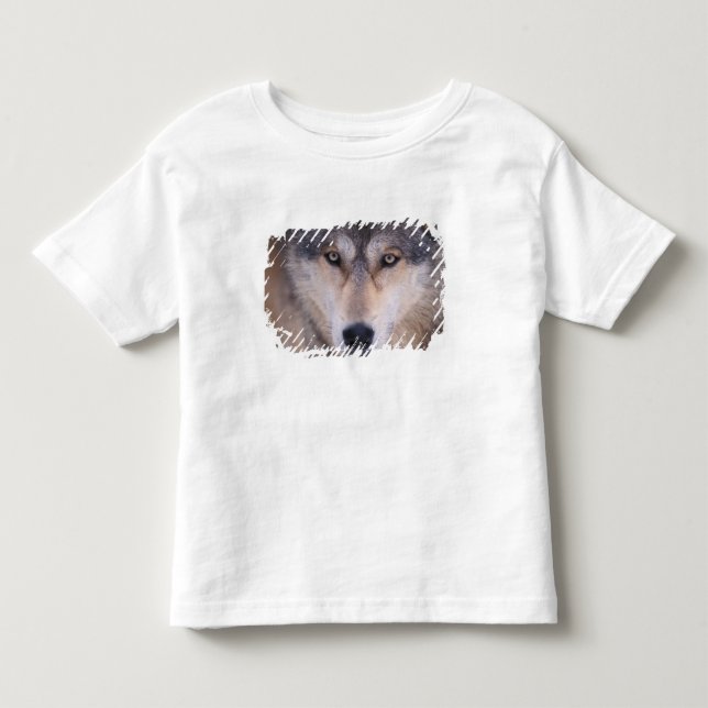 Camiseta De Bebé lobo gris, lupus canis, cierre de ojos (Anverso)