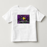 Macho, jilguero americano con plumaje de verano,