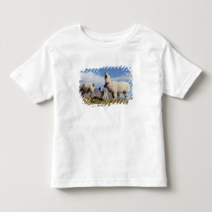Camiseta De Bebé Manada de llamas decoradas en la Puna, cordillera