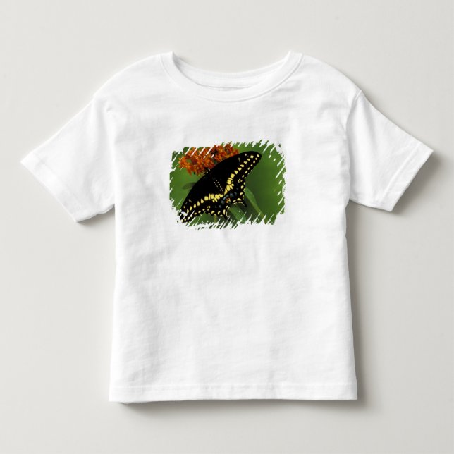 Camiseta De Bebé Míchigan, Rochester. Mariposa negra oriental ameri (Anverso)