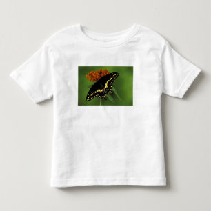 Camiseta De Bebé Míchigan, Rochester. Mariposa negra oriental ameri