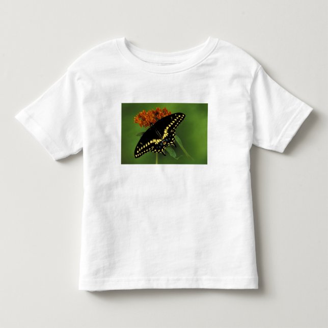 Camiseta De Bebé Míchigan, Rochester. Mariposa negra oriental ameri (Anverso)