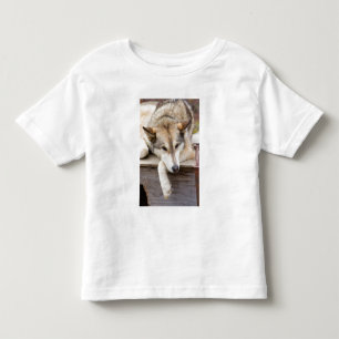 Camiseta De Bebé N.A., EE. UU., Alaska. Perros de trineo Husky