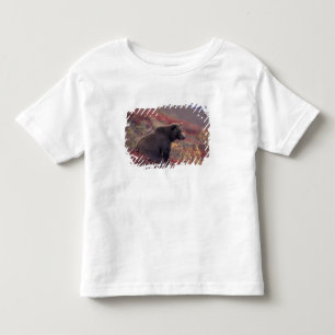 Camiseta De Bebé NA, EE. UU., Alaska, PN Denali. Una hembra grizzly