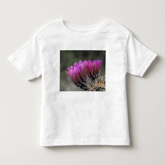 Camiseta De Bebé NA, EE.UU., Arizona, desierto de Sonoran.Erizo (Anverso)