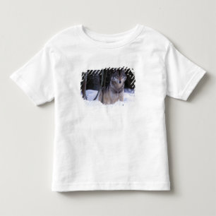 Camiseta De Bebé Norteamérica, Canadá, Canadá Oriental, Lobo gris