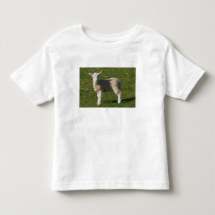 Camiseta De Bebé Nueva Cordero, cerca de Dunedin, Isla Sur, Nueva