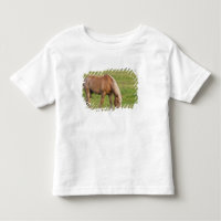 Nuevo Brunswick, Canadá. Caballo en campo.