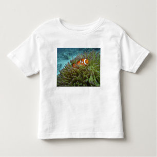 Camiseta De Bebé Oeste Clownfish ( Anphiprion ocellaris )