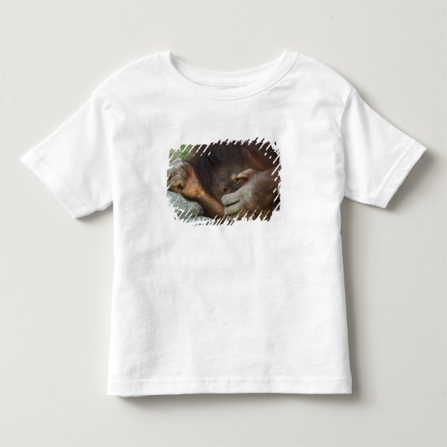 Camiseta De Bebé Orangután de Sumatra, Pongo pygmaeus (Anverso)