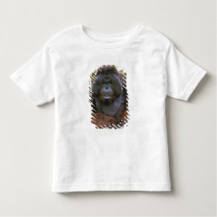 Camiseta De Bebé Orangutan Pongo Pygmaeus