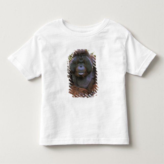 Camiseta De Bebé Orangutan Pongo Pygmaeus (Anverso)