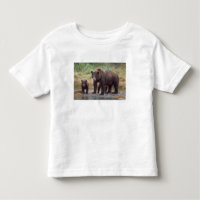 oso pardo, Ursus arctos, oso grizzly, Ursus 3