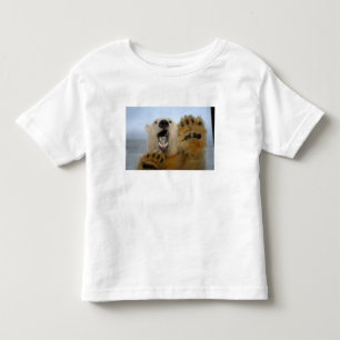 Camiseta De Bebé oso polar, Ursus maritimus, mira curiosamente