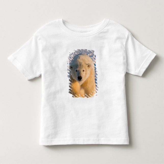 Camiseta De Bebé oso polar, Ursus maritimus, oso polar sobre hielo (Anverso)