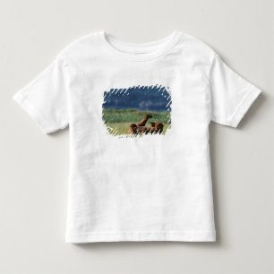 Camiseta De Bebé Osos pardos en juego, Ursus arctos, Alaska
