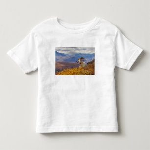 Camiseta De Bebé oveja de Dall, Ovis dalli, carnero