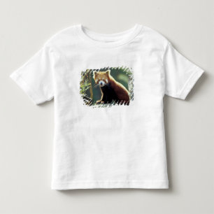 Camiseta De Bebé Panda Rojo Ailurus fulgens)