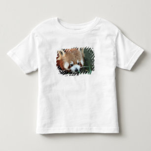 Camiseta De Bebé Panda rojo, Taronga Zoo, Sydney, Australia