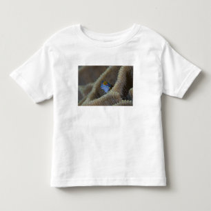 Camiseta De Bebé Pez mariposa (Blenniidae) asomando la cabeza