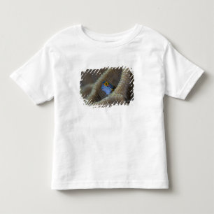 Camiseta De Bebé Pez mariposa (Blenniidae) asomando la cabeza