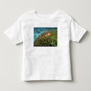 Camiseta De Bebé Pez payaso occidental ( Amphiprion ocellaris )