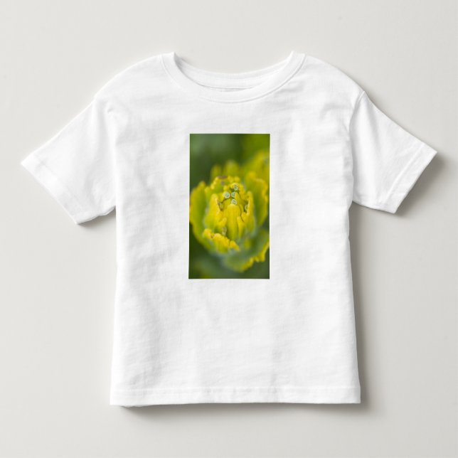 Camiseta De Bebé Pincel de oro indio Castilleja 2 (Anverso)