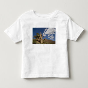 Camiseta De Bebé Pino Bristlecone en el Bosque Antiguo Bristlecone,