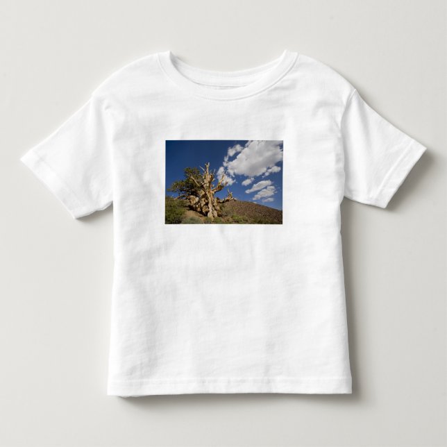 Camiseta De Bebé Pino Bristlecone en el Bosque Antiguo Bristlecone, (Anverso)
