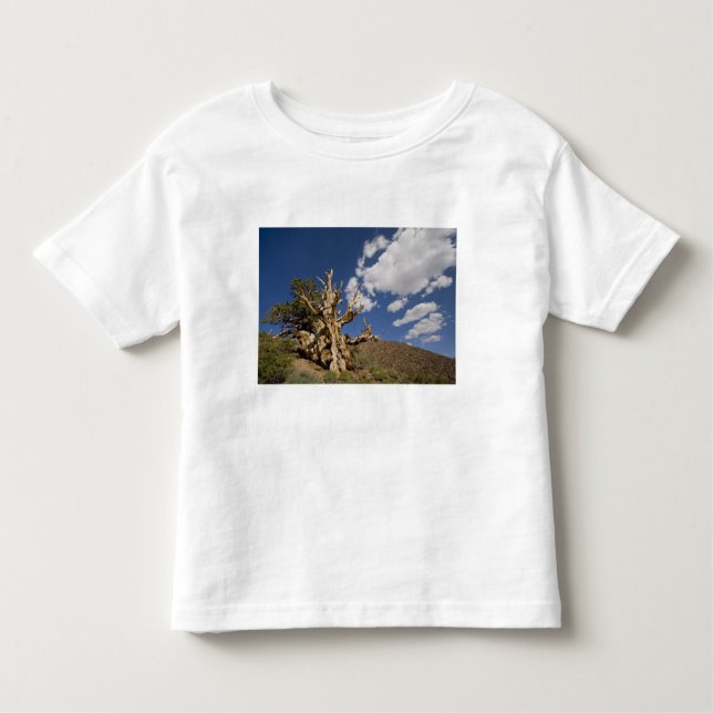 Camiseta De Bebé pino de Bristlecone en el bosque de Bristlecone, (Anverso)