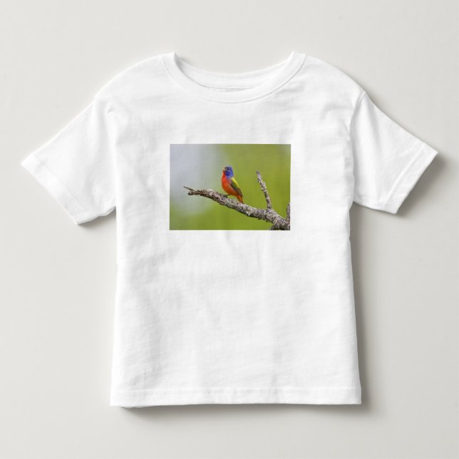 Camiseta De Bebé Pintor (Passerina ciris) macho cantando (Anverso)