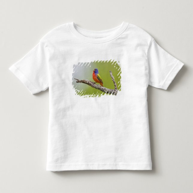 Camiseta De Bebé Pintor (Passerina ciris) macho cantando (Anverso)
