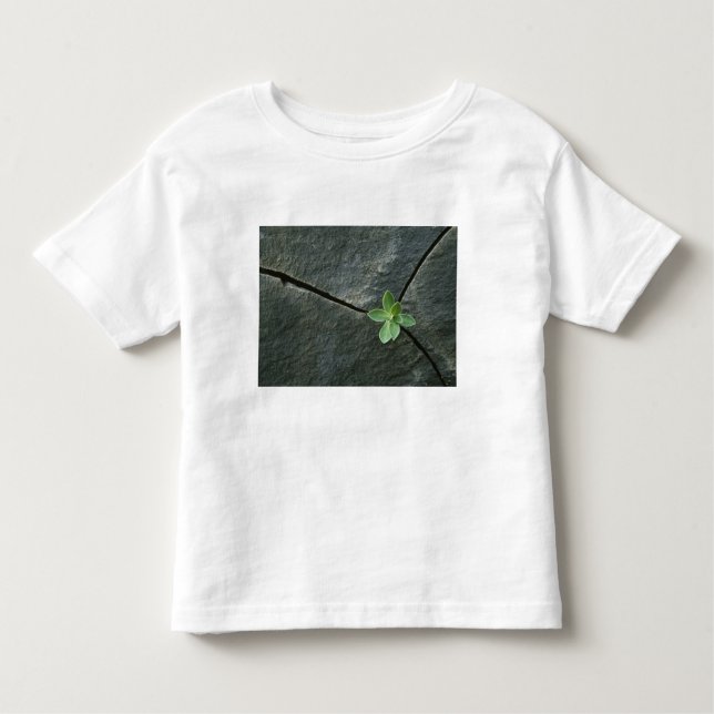 Camiseta De Bebé Planta que crece en Boulder agrietado (Anverso)