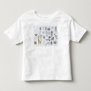 Camiseta De Bebé Protozoos y celerentéreos