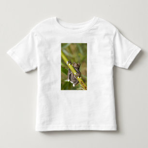 Camiseta De Bebé Rana arborícola cautiva de Tapichalaca Hyloscirtus