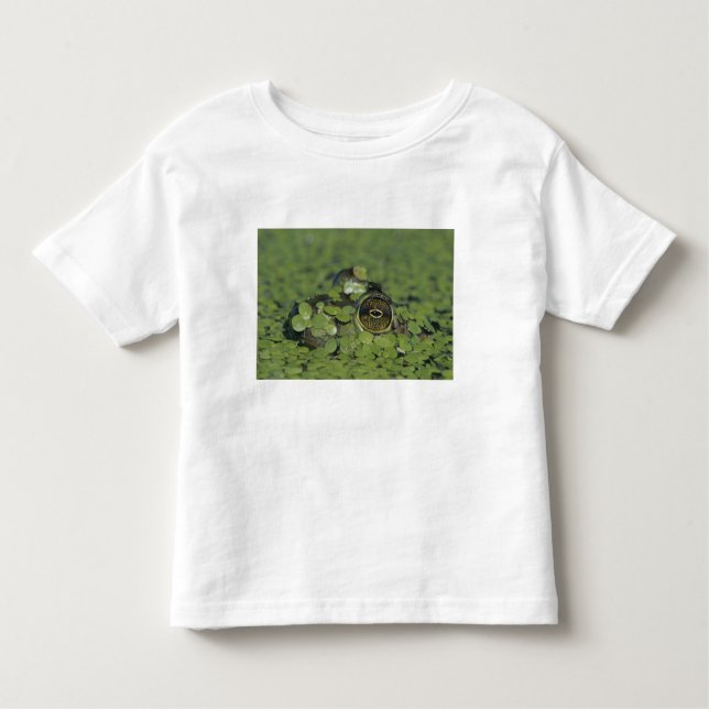 Camiseta De Bebé Rana catesbeiana, adulta en algas de pato (Anverso)