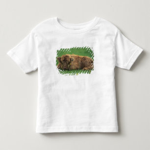 Camiseta De Bebé Reino Unido, Escocia. Ternero de las Tierras Altas