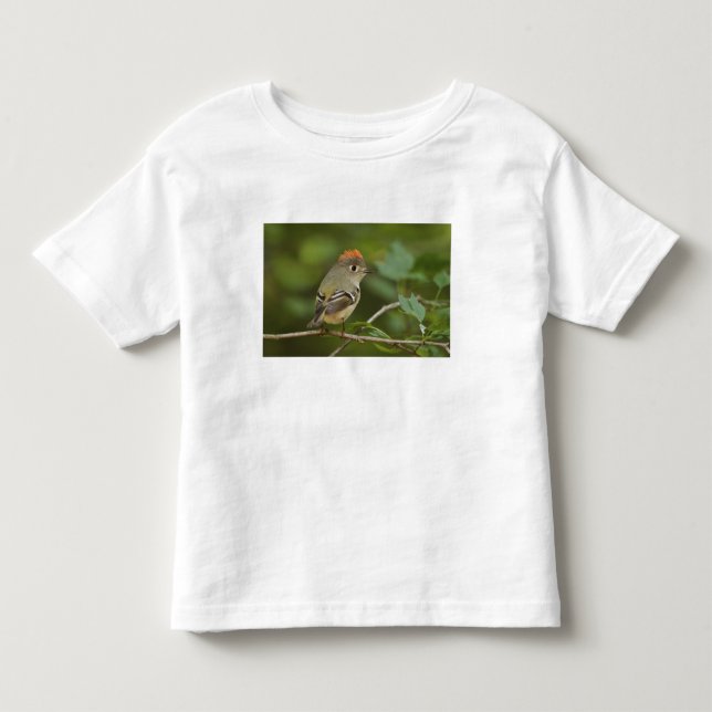 Camiseta De Bebé Reyezuelo coronirrubí macho, Regulus calendula (Anverso)