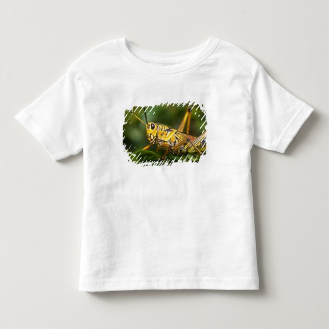 Camiseta De Bebé Saltamontes, Parque Nacional Everglades, Florida, (Anverso)