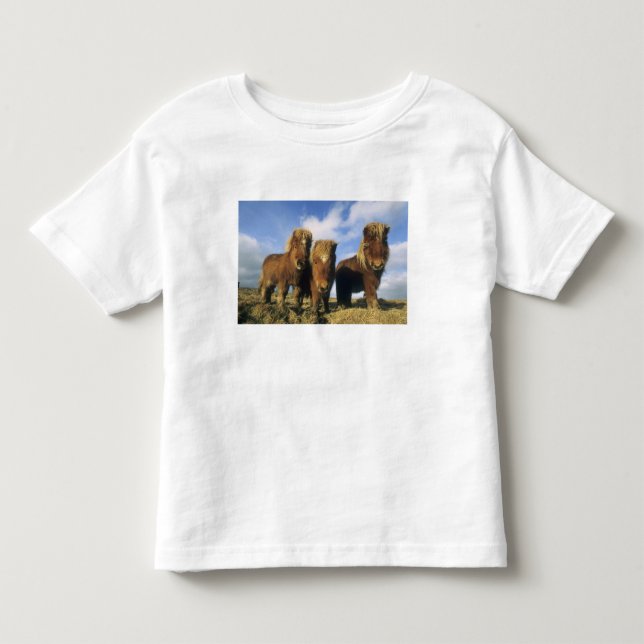 Camiseta De Bebé Shetland Pony, Islas Shetland continentales, (Anverso)