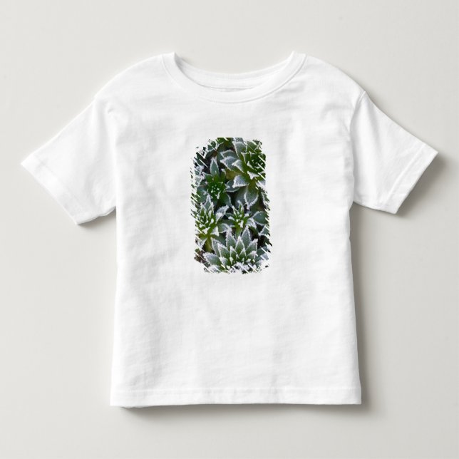 Camiseta De Bebé suculenta Hen & Chicks con escarcha temprano (Anverso)