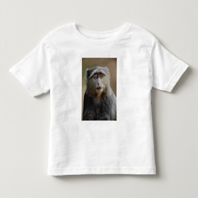 Camiseta De Bebé Sykes o mono azul, Cercopithecus mitis, (Anverso)